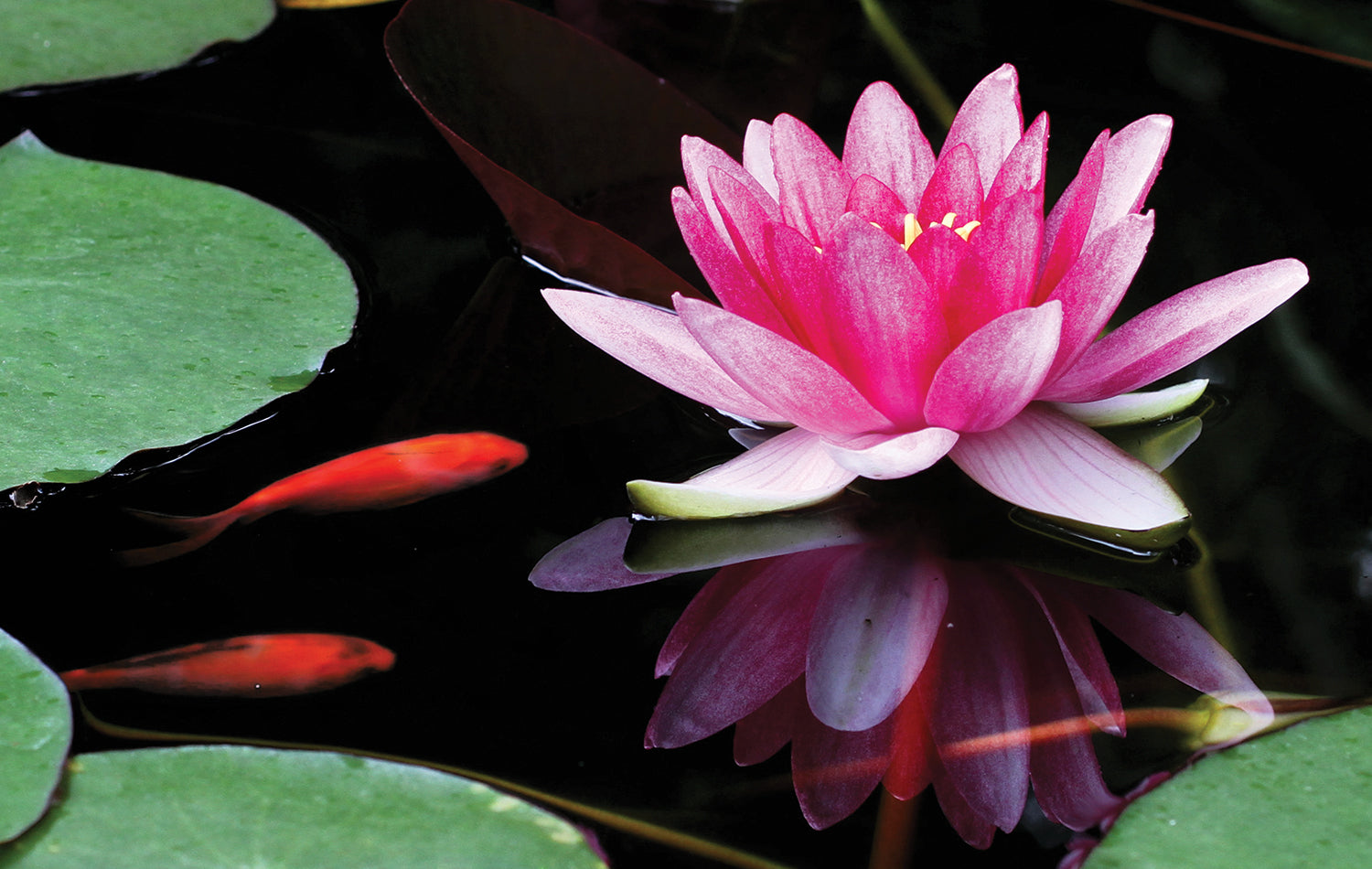 Benefits of adding a water feature