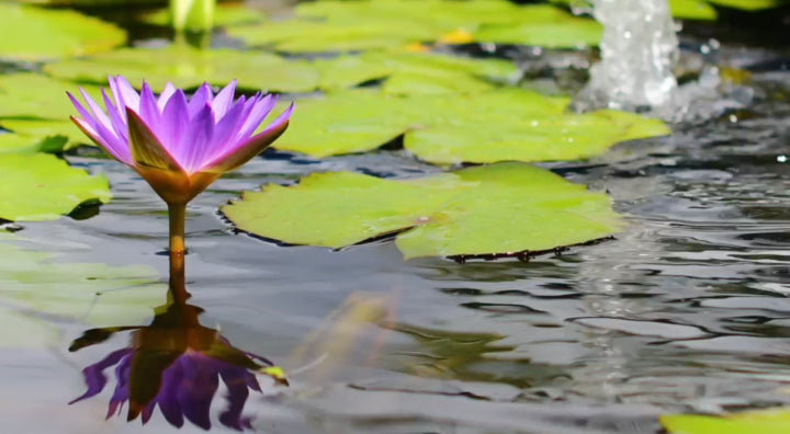 Your autumn Pond