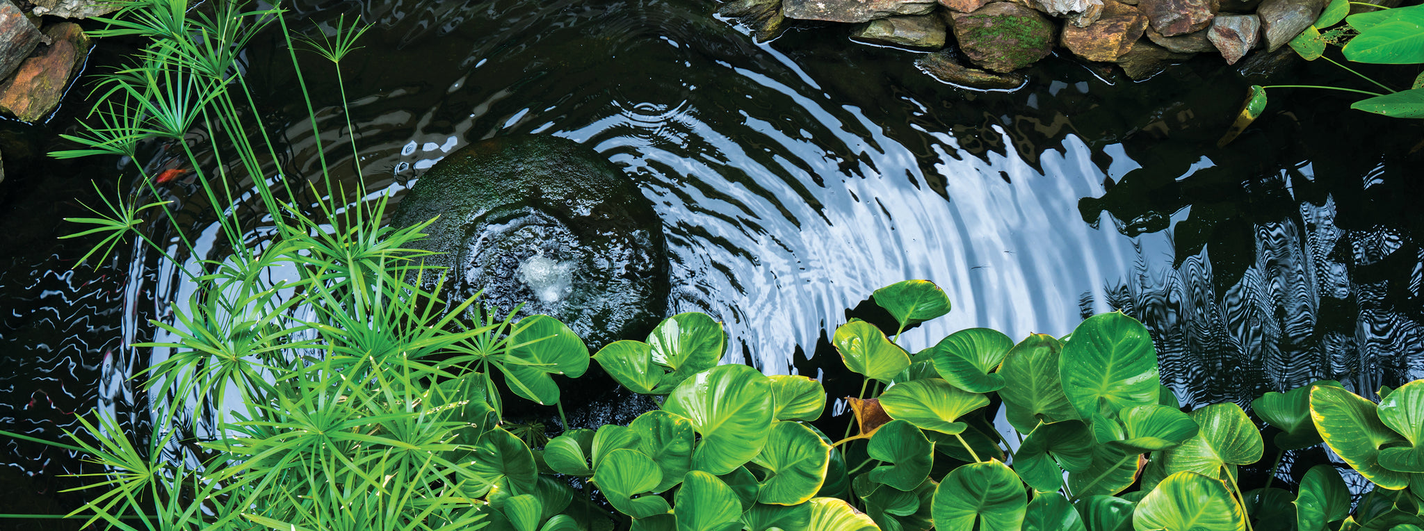 Winter Pond Care