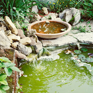 Understanding How Sunlight, Algae, and Oxygen Affect Your Pond – And How Aeration Can Help