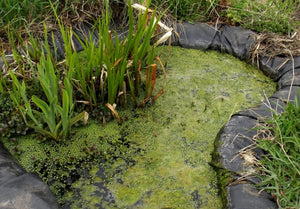 How to eliminate nasty pond odour