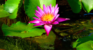 Growing Waterlilies - Top tips from the experts